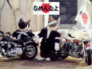 Illustration for article titled Popular Cat Meme Creator in Trouble with the Law